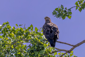 Young bald eagle (Haliaeetus leucocephalus) native American animal and American symbol 