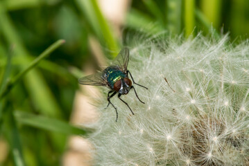 fly on green leaf