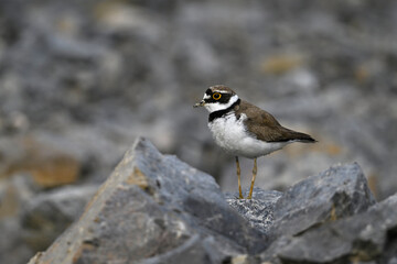 Flussregenpfeifer // Little ringed plover (Charadrius dubius)