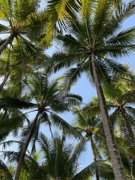 low angle view photo of coconut palm trees on beach with blue sky