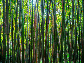 green bamboo forest - obrazy, fototapety, plakaty
