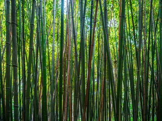 Fototapeten green bamboo forest © babaroga