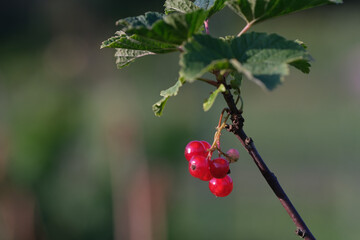 branch of ripe red currant in a garden on green background.berries grow in sunny garden. Red currants plantation in summer field