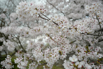 cherry tree blossom