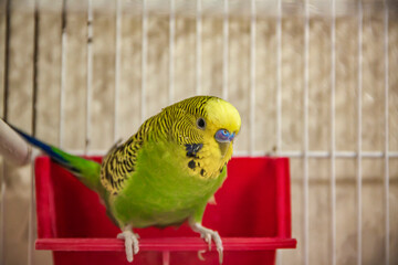 A beautiful yellow budgie is sitting on its feeder in a cage. Tropical birds at home.