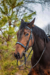 A horse of a standard breed of dark brown color, four-legged animals used for harness racing, a breed of horses for trotting, a close-up portrait.