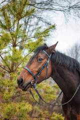 Obraz premium A horse of a standard breed of dark brown color, four-legged animals used for harness racing, a breed of horses for trotting, a close-up portrait.