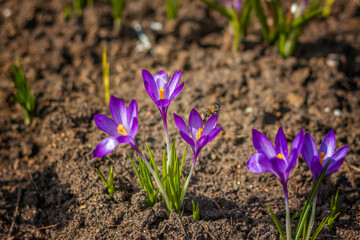 Primroses and crocuses in spring in a clearing in the forest. Spring is reborn in the forest.
