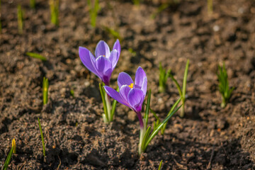 Primroses and crocuses in spring in a clearing in the forest. Spring is reborn in the forest.