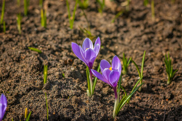 Primroses and crocuses in spring in a clearing in the forest. Spring is reborn in the forest.