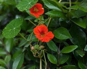 Obraz premium closeup of garden nasturtium flowers 