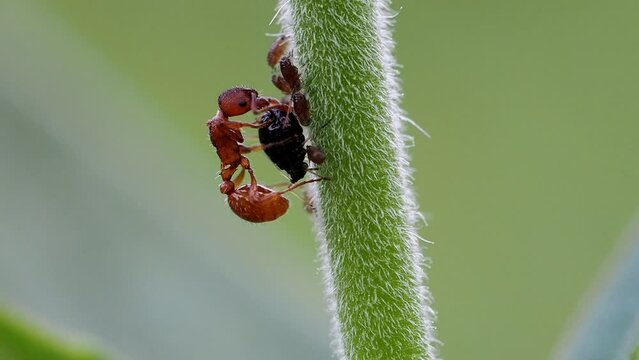 eine rote gartenameise melkt eine blattlaus und putzt ihre f&uuml;hler und beine, myrmica rubra, zeitlupe