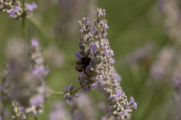 bee on lavender