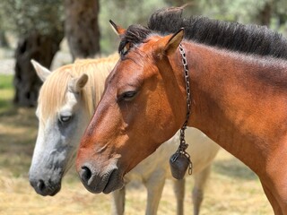 Horses brown and white in the ranch. 