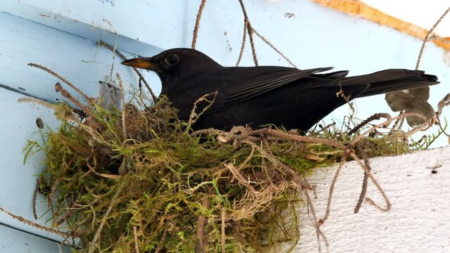 amsel baut ein nest an der hauswand, turdus merula