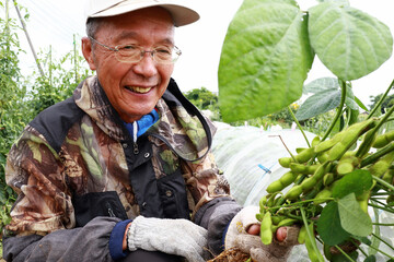 枝豆を収穫するシニア男性