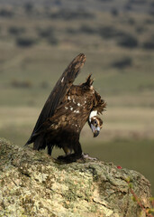 rapaces en la naturaleza en la sierra de gredos