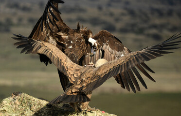 rapaces en la naturaleza en la sierra de gredos