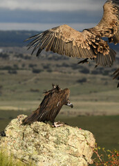 rapaces en la naturaleza en la sierra de gredos