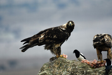 Fototapeta premium rapaces en la naturaleza en la sierra de gredos