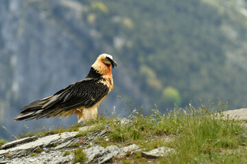 quebrantahuesos en el pirineo aragones