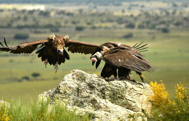 buitres en la sierra abulense. Avila.España