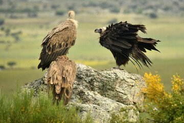 buitres en la sierra abulense. Avila.España