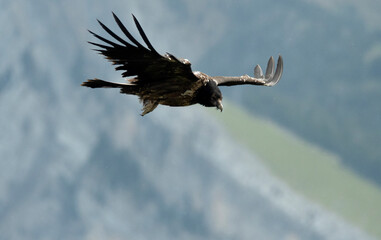 quebrantahuesos en el pirineo aragones