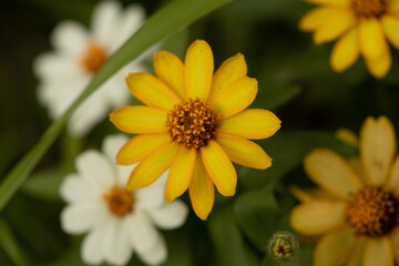 yellow flower in the garden