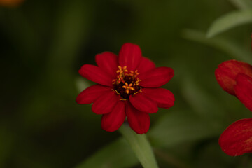 red dahlia flower
