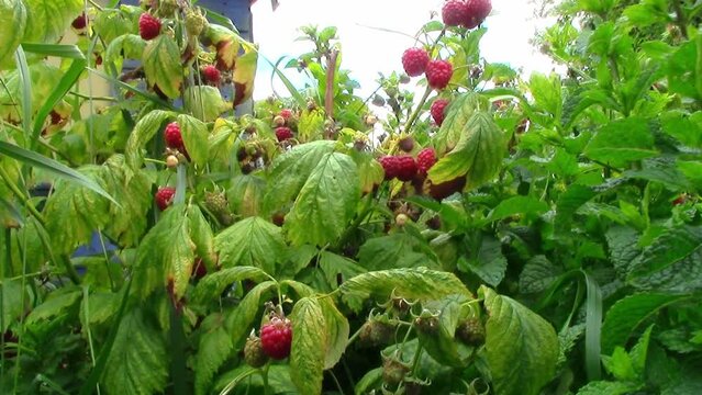 Cultivated ripe red raspberries surrounded by green leaves waiting to be harvested blowing in the wind