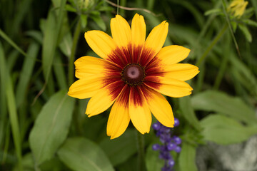 yellow flower in the garden