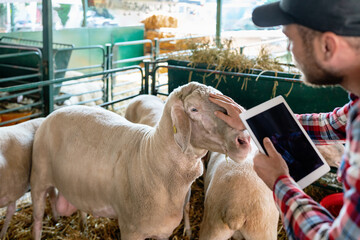 Man farmer breeder of sheep visually inspecting sheep in paddock, holding digital tablet and...