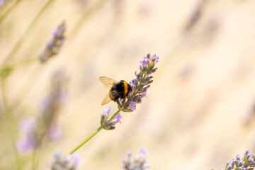 bee on flower