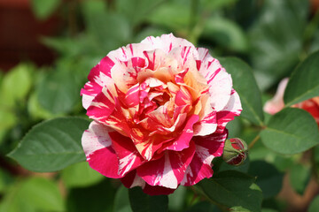 Rosa 'Double Delight' a hybrid rose variety in a park : (pix Sanjiv Shukla) - obrazy, fototapety, plakaty