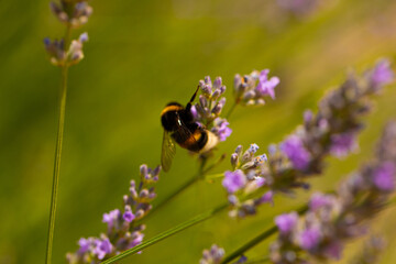 bee on a flower
