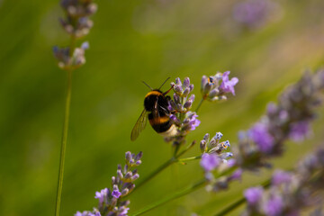 bumblebee on a flower