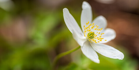Obraz premium Anemone hupehensis flowering spring plant with an open flowering flower containing white sepals and prominent yellow.