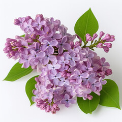 Beautiful natural purple lilac flowers with green leaves on a white background, Generative AI, generative artificial intelligence
