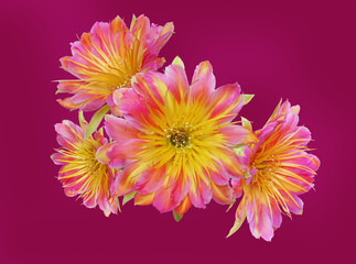 Cactus flowers isolated on dark pink background with clipping path.Bright floral abstract for print. Artistic seamless pattern. Fashionable template for design. Trendy colourful for design.