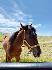 A horse grazes in a meadow in the mountains