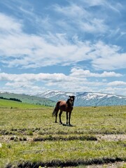 A horse grazes in a meadow in the mountains