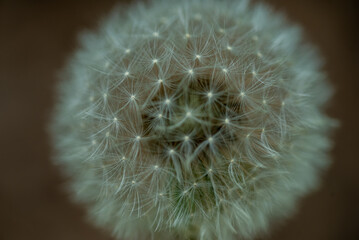 Macro photo of white dandelion, fluff structure