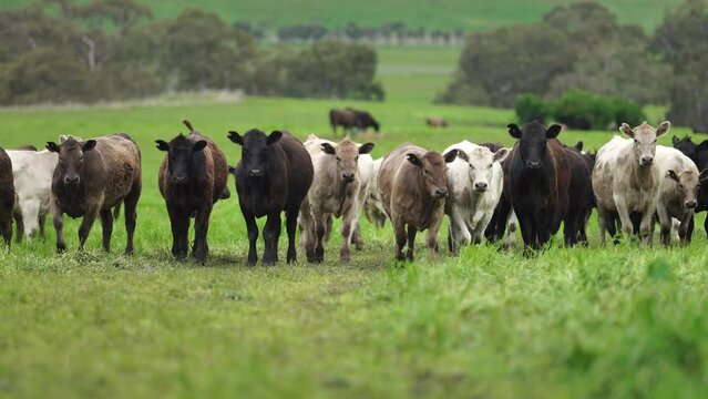 Stud Beef bulls, cows and calves grazing on grass in a field, in Australia. breeds of cattle include speckled park, murray grey, angus, brangus and wagyu on long pasture in spring and summer