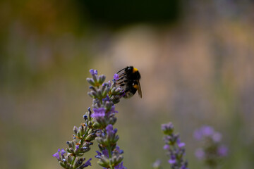 bee on lavender