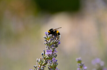 bee on a flower