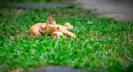 Thai local cat in the garden, Orange baby cat is playing the ball in the  garden