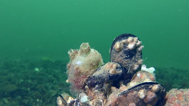 Ascidian Sea grapes (Molgula euprocta) on a rock overgrown with mussels against the backdrop of a turquoise water column.