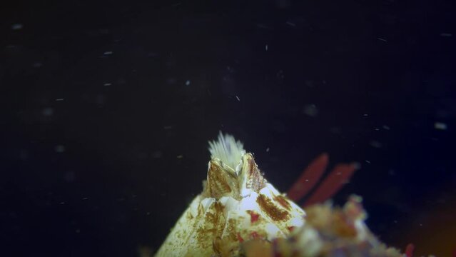Barnacle or Bay Barnacle (Amphibalanus improvisus) move its legs to filter water, extreme close-up, dark background, rear view, lots of plankton.