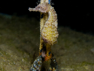 Seahorse from the Mediterranean Sea